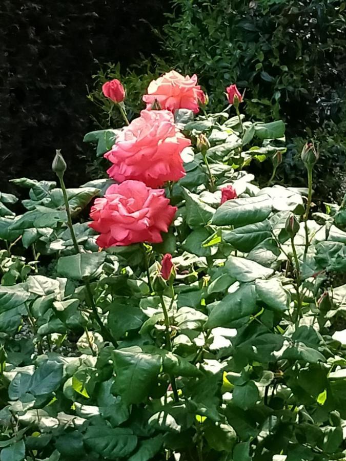 Rose'S Garden - Zona Tranquilla - Vicino Torino Apartment Pino Torinese Luaran gambar